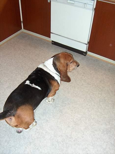 Basset hound Ibrahim DØD billede 4