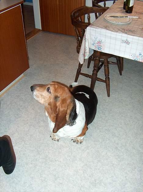 Basset hound Ibrahim DØD billede 5