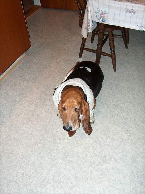 Basset hound Ibrahim DØD billede 6