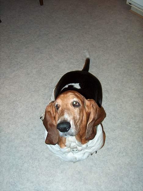 Basset hound Ibrahim DØD billede 7