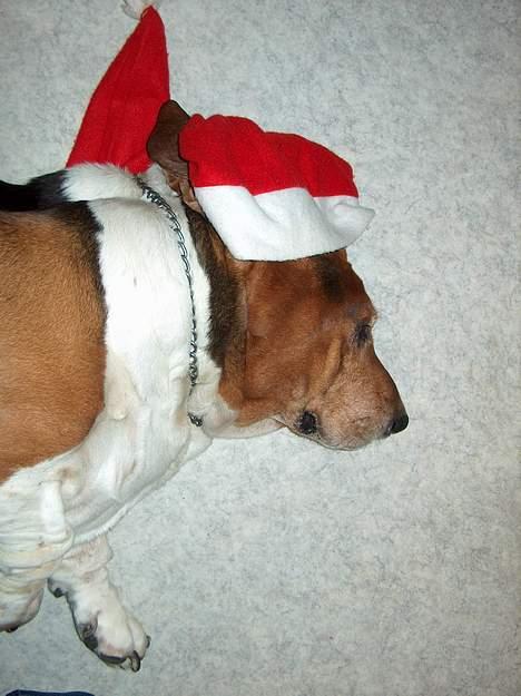 Basset hound Ibrahim DØD - Glædelig jul :) billede 8