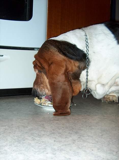 Basset hound Ibrahim DØD - Umm Lagkage... billede 9