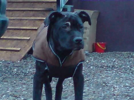 Amerikansk staffordshire terrier ASTA - 5 mdr billede 20