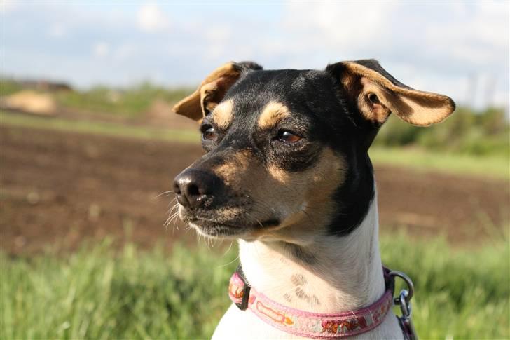 Dansk svensk gaardhund Rasmine *DØD* - Rasmine billede 1