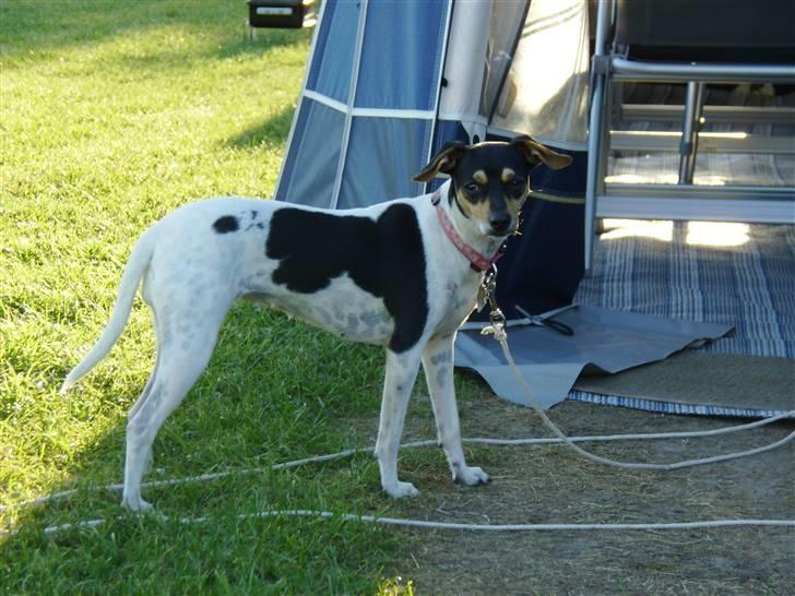 Dansk svensk gaardhund Rasmine *DØD* - med på camping billede 2