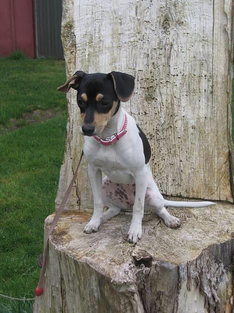 Dansk svensk gaardhund Rasmine *DØD* - Sit pænt... Dygtig hund billede 7