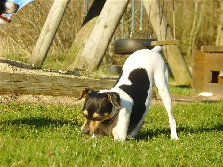 Dansk svensk gaardhund Rasmine *DØD* - Rasmine leger billede 9