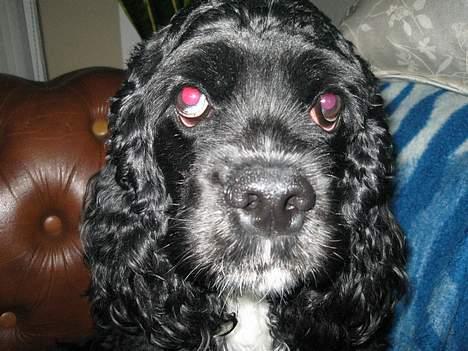 Amerikansk cocker spaniel Zitha billede 7