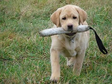 Labrador retriever Xanthos billede 14