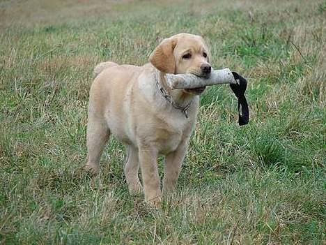 Labrador retriever Xanthos billede 15