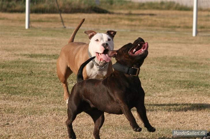 Staffordshire bull terrier Sasha  - Ude og leje med (((Iceman))) billede 16