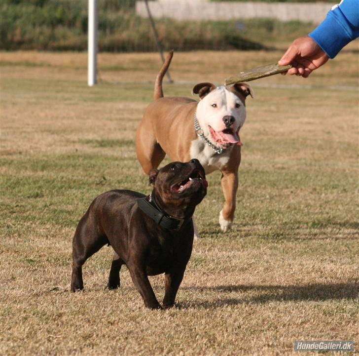 Staffordshire bull terrier Sasha  billede 17