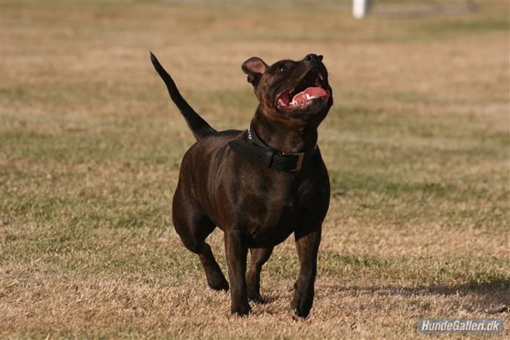 Staffordshire bull terrier Sasha  billede 18