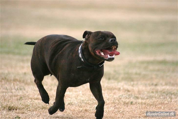 Staffordshire bull terrier Sasha  billede 19