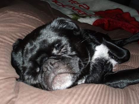 Blanding af racer Tipo billede 16