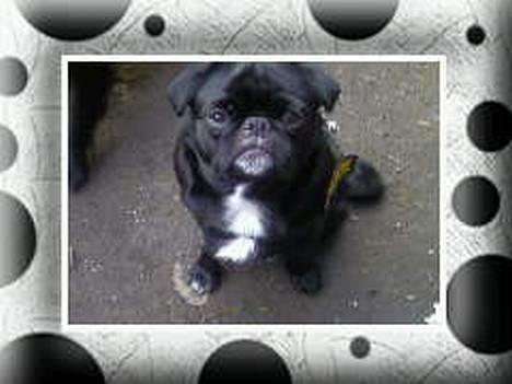 Blanding af racer Tipo billede 17