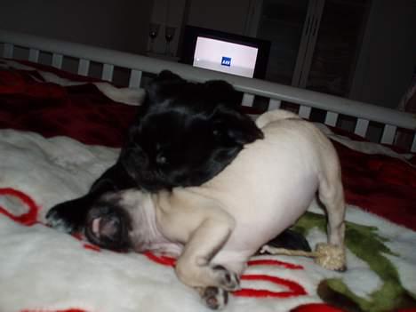 Blanding af racer Tipo billede 18