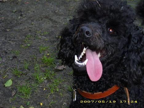 Dværgpuddel Silas- 1år billede 1