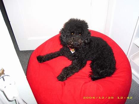 Dværgpuddel Silas- 1år billede 2