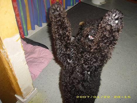 Dværgpuddel Silas- 1år - Det her er "HANDS UP" billede 3