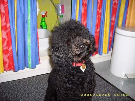 Dværgpuddel Silas- 1år billede 4