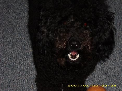 Dværgpuddel Silas- 1år - :) billede 5