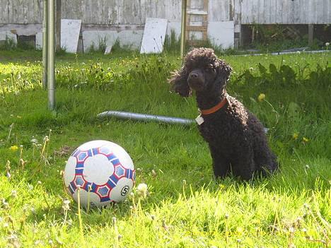 Dværgpuddel Silas- 1år - (: billede 6