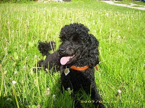 Dværgpuddel Silas- 1år billede 7