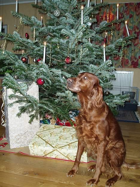 Irsk setter Minca - Minca foran juletræet 2006. billede 17