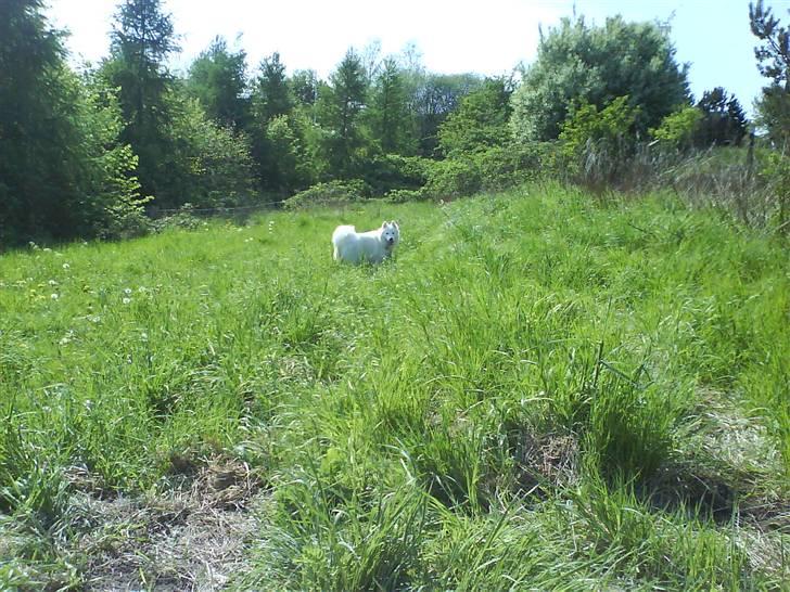 Samojedhund Igglo billede 16