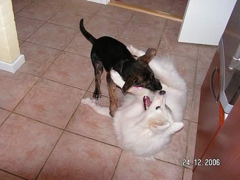 Samojedhund Igglo - Jeg kan altså godt blive farlig hvis man ikke passer på.... billede 17