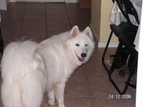 Samojedhund Igglo - shh.... Du må ikke afsløre mig, når jeg skal vække Soffi... Det er så keedeligt når jeg ikke kan drille hende.... billede 18