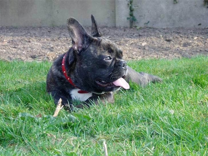 Fransk bulldog Fiona (død) - den superfantastiske fotogene model-egnede Fiona billede 1