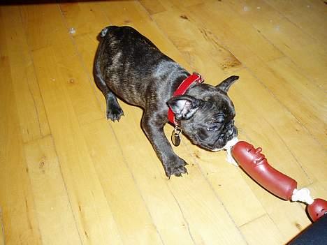 Fransk bulldog Fiona (død) - Næste gang i køber pølser til mig, så tjek lige at de er ægte nok, for med denne her er i blevet snydt. billede 2