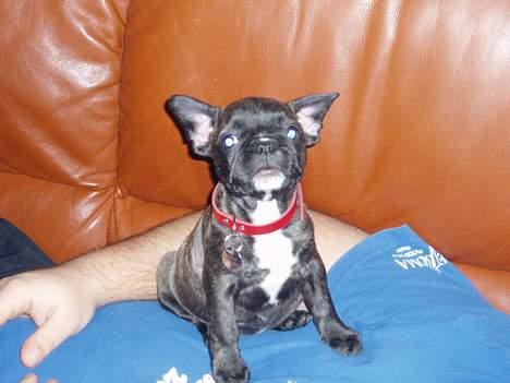 Fransk bulldog Fiona (død) - Fars mave er nu bedst. billede 3