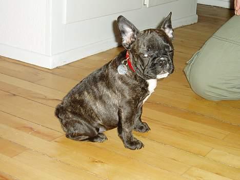 Fransk bulldog Fiona (død) - Ja jeg kan sitte og hvad så, det kan jeg da også selvom i ikke siger noget, så fjern dog det kamera. billede 4