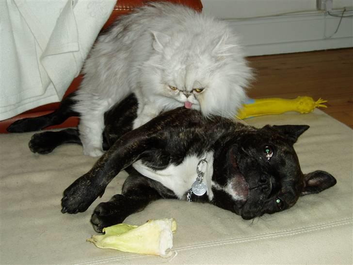 Fransk bulldog Fiona (død) - Det er min bedste ven Jako, han er indekat, og ser derfor ikke så mange tøser, så nogle gange glemmer han at jeg er hund, og han er kastereret.. billede 5