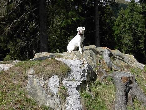 Dogo argentino Sultan  | - schweiz billede 10