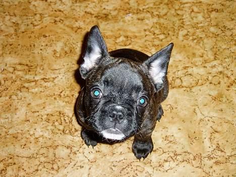 Fransk bulldog Fiona (død) - Kan du godt stå for mig? billede 6