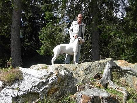 Dogo argentino Sultan  | - schweiz billede 11
