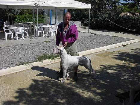 Dogo argentino Sultan  | - italien billede 12