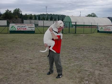 Dogo argentino Sultan  | - italien billede 13