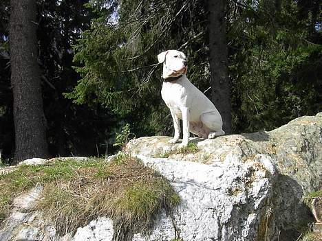 Dogo argentino Sultan  | - schweiz billede 14