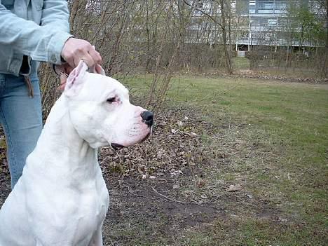 Dogo argentino Sultan  | - 11 mdr gammel  billede 16