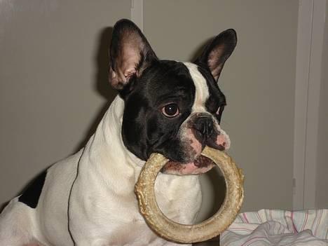Fransk bulldog Gilbert - Det er min - du får den ikke:-) billede 18
