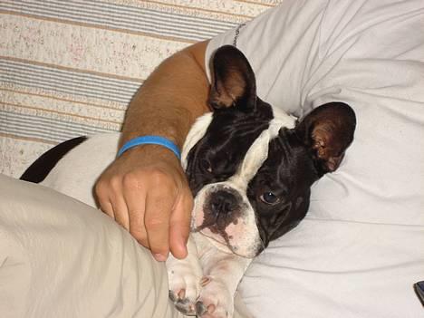 Fransk bulldog Gilbert billede 19