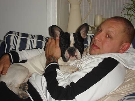 Fransk bulldog Gilbert billede 20