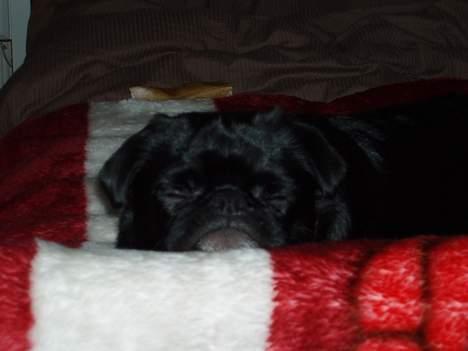 Blanding af racer Tipo billede 19