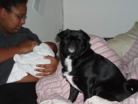 Blanding af racer Tipo billede 20