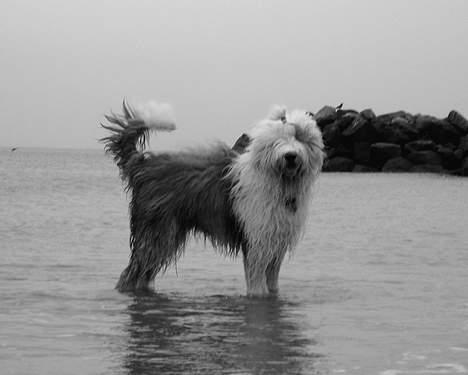 Old english sheepdog Amy billede 15